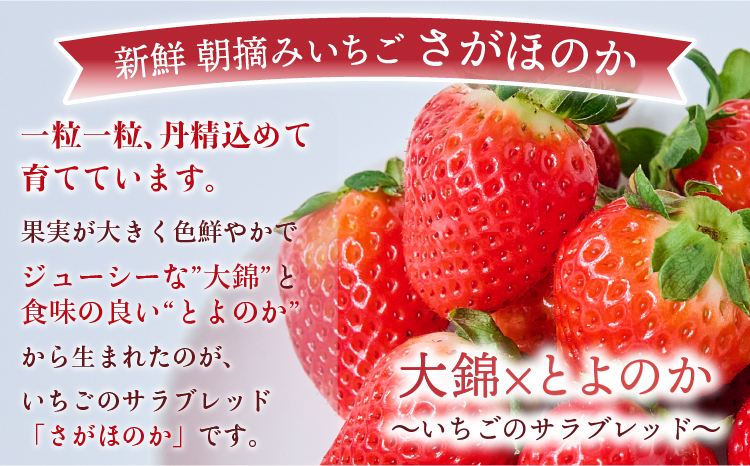 【2026年3月発送】 先行予約 季節限定! 新鮮朝摘みいちご「さがほのか」約1.5kg (250g×6パック)だいこく農園合計1.5kg