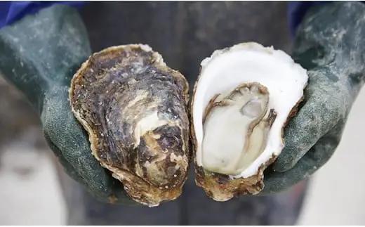 殻付き岩牡蠣 約2kg 夏が旬 三陸産 冷蔵 生牡蠣