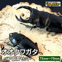 【ふるさと納税】 オオクワガタ ペア 飼育 セット 75mm～ 9月以降発送 クワガタ 自由研究 昆虫 成虫 生体 虫 飼育 夏休み 観察 自然 環境 学習 子供 孫 プレゼント 贈答 人気 福島県 田村市 田村 ふくしま たむら ムシムシランド