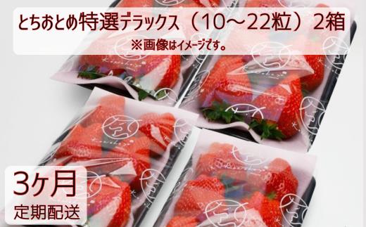 【3ヶ月定期便】いちご「とちおとめ特選デラックス」2箱×10～22粒入　3回 苺 イチゴ とちおとめ 選べる 発送月 発送回数 個数 いちご「とちおとめ」風早いちご園 有名ホテル使用 厳選 フルーツ 果物 季節限定 甘い 濃厚 ジューシー 新鮮 2箱 送料無料 ギフト 贈答 茨城県 鉾田市 野菜王国 予約受付