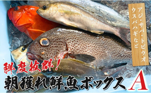 鮮度抜群 朝獲れ鮮魚ボックスA 3kg以上｜朝どれ 朝獲れ 冷蔵 当日仕入れ 当日発送 大容量 旬の魚 人気 刺身 丼 手巻き寿司 カルパッチョ 焼き魚 蒸し料理 煮魚 3kg たっぷり おまかせ 地