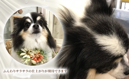 【犬用】リニューアル アーユルニームシャンプー 200ml・プロテインミスト 200ml セット 雑貨 日用品 ブラッシングスプレー 