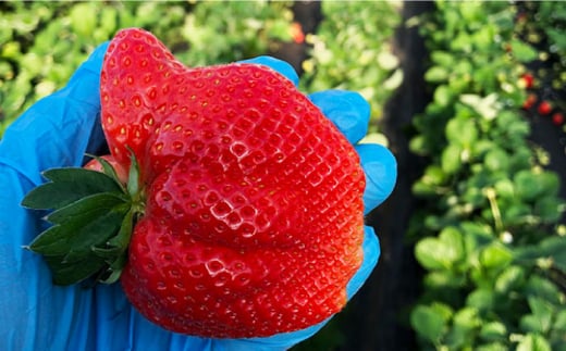 【全3回定期便】あまおう 先行予約！1〜3月発送『自然環境農法』で育てた福岡県産 あまおう 約285g×4パック＜おおきべりー株式会社＞那珂川市 いちご 苺 イチゴ ストロベリー フルーツ 果物 [G