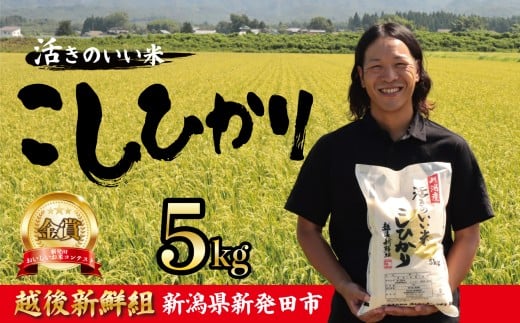 【2025年12月発送】金賞米 コシヒカリ 5kg 令和7年産 こしひかり 精米 白米 ご飯 おにぎり 弁当 新潟県産 新発田産 新潟 米 お米 こめ 受賞 越後新鮮組 新潟県 米 新潟県 新発田市 shinsengumi001_202512