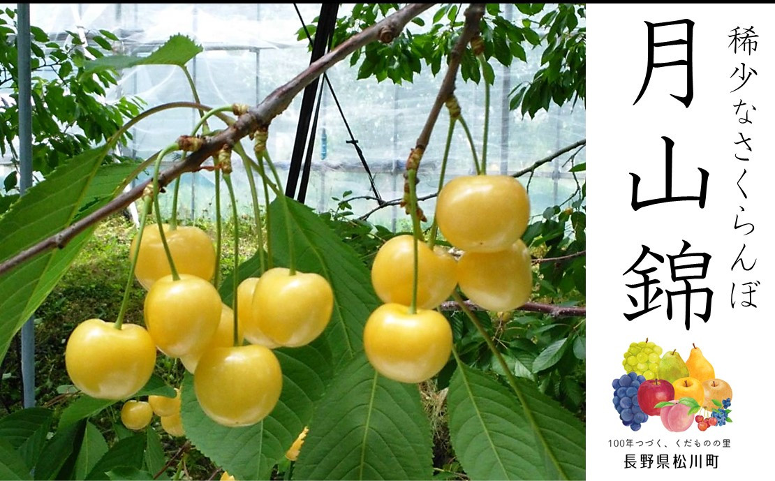 
            KS05-25A さくらんぼ 月山錦（松川町産）400g【数量限定】／6月下旬頃発送予定 // 南信州 松川町 松川町産 さくらんぼ  幻 稀少 がっさんにしき 黄色いさくらんぼ
          