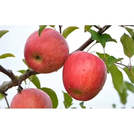 【令和8年産先行予約】 〈訳あり品 家庭用〉 りんご 「サンふじ」 約10kg (24～36玉) バラ詰め 《令和8年11月中旬～発送》 『マルタニ農園』 リンゴ 山形県 南陽市 [1916]