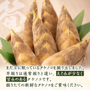 a806 ＜先行予約受付中！2026年12月下旬～2027年2月末の間に発送予定＞数量限定！早堀り筍(正味約1.5kg)【夢竺山株式会社】姶良市 国産 早堀り たけのこ タケノコ 筍 竹の子