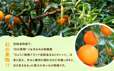 【先行予約】 【数量限定】 淡路島なるとオレンジ 5kg 若宮ミカン農園【2025年4月より順次発送】 / みかん オレンジ フルーツ ミカン 果物 果実 青果 兵庫県 淡路島 洲本市産 農園 農家 