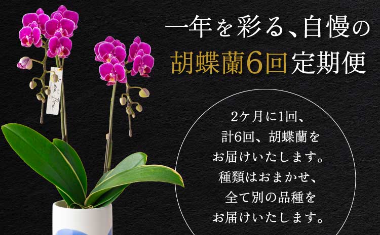 【定期便6回】ミディ胡蝶蘭 〈KouBou・華あかり〉2本立ち 洋蘭 観賞用 植物