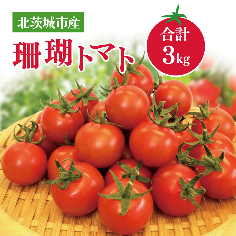 【先行予約】珊瑚トマト　3kg【野菜 トマト とまと ミニトマト みにとまと フルーツトマト 新鮮 リコピン ビタミン】（AX201）