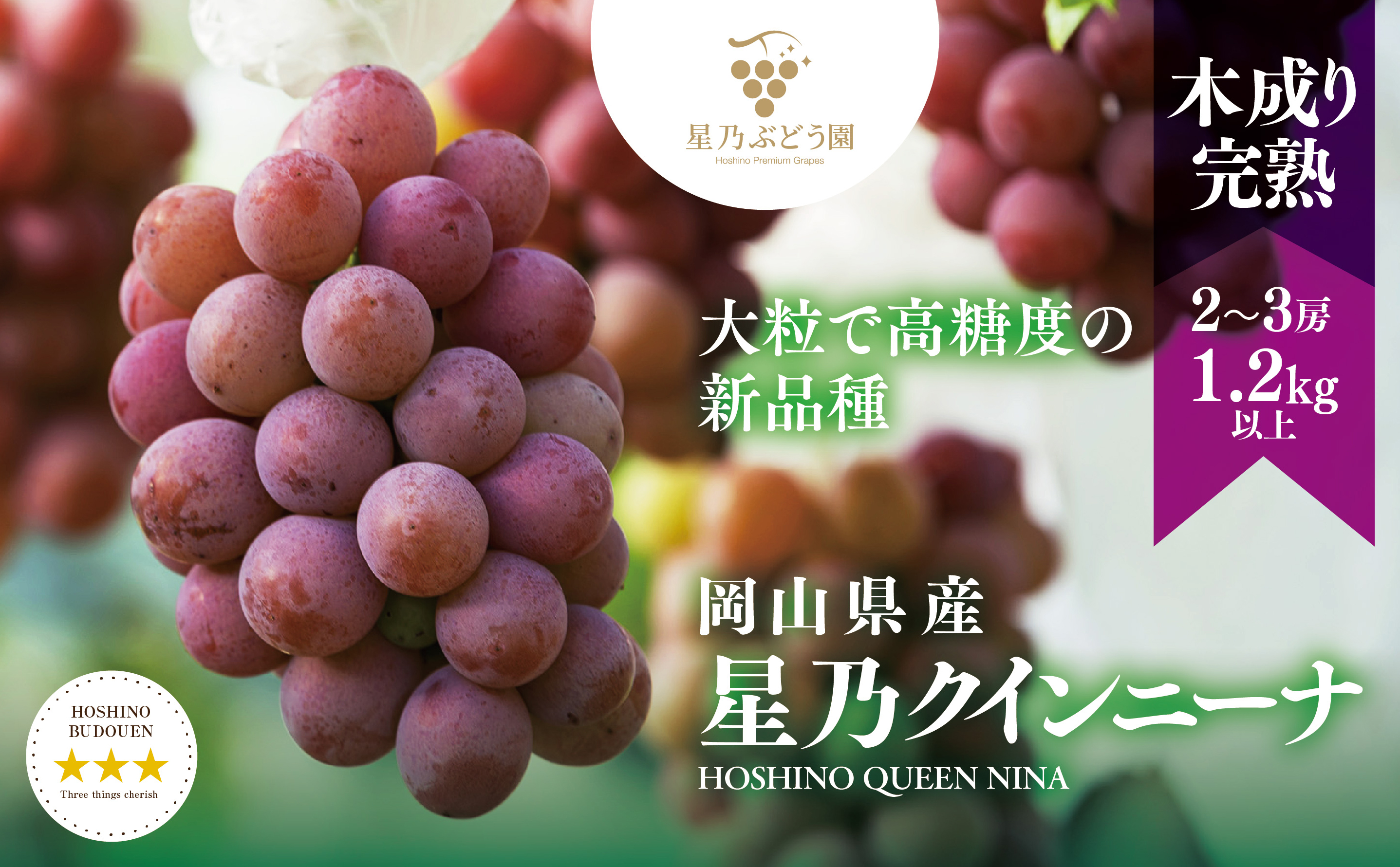 【三つ星ブランド】星乃クインニーナ 数量限定 2房〜3房(1.2kg以上)【配送不可地域：離島・北海道・沖縄県】【1601625】