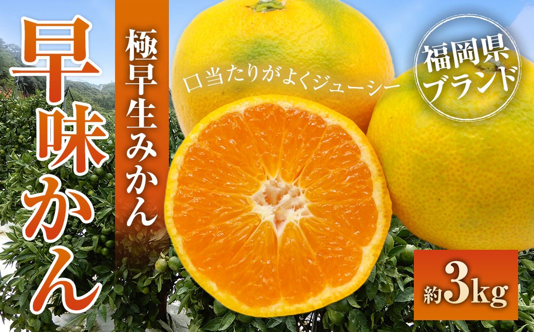 
                  福岡県ブランドみかん「早味かん」3kg みかん ミカン 蜜柑 果物 くだもの フルーツ 福岡県産 【2026年9月下旬-10月下旬発送予定】
                