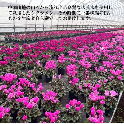 ふるさと納税 吉賀町 【2025年10月〜11月発送】ガーデンシクラメン　3号ポット(12個入り) |  | 03