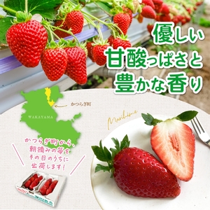 特大まりひめイチゴ 朝摘 6個～11個入×2パック【2025年1月中旬頃より発送】【先行予約】【KT3】