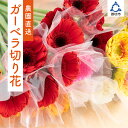 御坊の花　農園直送　ガーベラ切り花50本