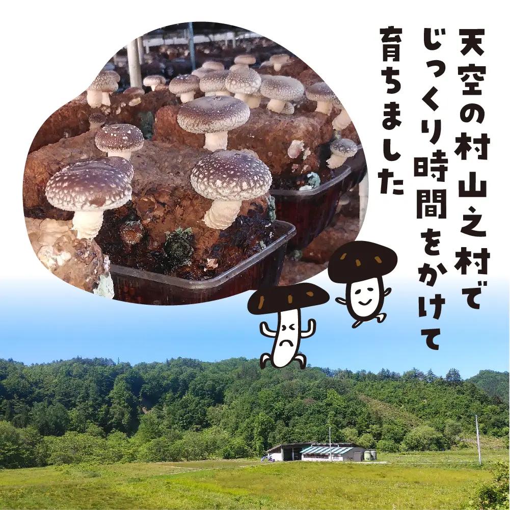《先行予約》 しいたけ 200g×4 / しいたけ 野菜 訳あり