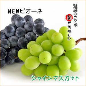 《2026年発送》シャインマスカット & ニューピオーネ セット 約2kg ( 種なしシャインマスカット 約1kg & 種なしニューピオーネ 約1kg ) 香川産 ｜ぶどう マスカット 人気品種 コラボ