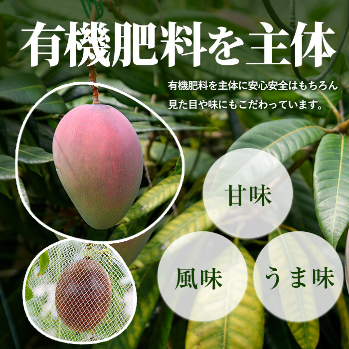 【訳あり】しあわせ完熟マンゴー 約800g(マンゴーの森/016-2055) 2玉 ～ 3玉 国産 南国 指宿産 鹿児島 アップルマンゴー マンゴー 果物 くだもの フルーツ 完熟 産地直送 お取り寄