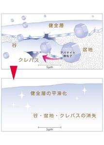 天然予防ハミガキ粉　シェルピカ80g×3本セット 【 歯磨き粉 ハミガキ粉 歯磨き 薬用ハミガキ オーラルケア 口臭予防 日用品 八雲町 北海道 】