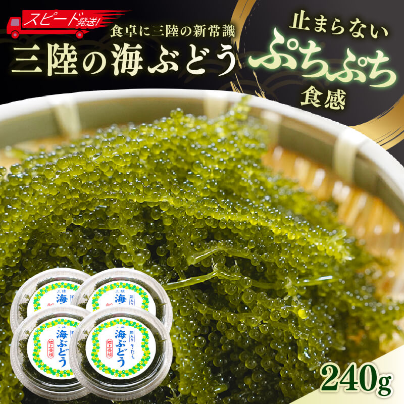 【ふるさと納税】 【スピード発送】 三陸 海ぶどう 240g (60g×4p) [2026年4月~発送予定] 季節限定 プチプチ食感 うみ ぶどう ウミブドウ 新鮮 直送 お刺身 刺し身 刺身 お土産 サラダ おつまみ 海藻 グリーンキャビア ごはん 夕飯 おかず 米 丼 岩手 三陸 大船渡