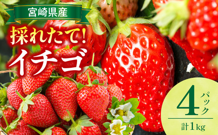 《2026年発送》【数量・期間限定】宮崎県産イチゴ 4パック 果物 フルーツ 苺