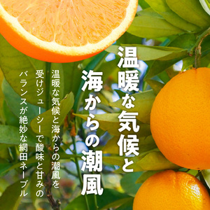 村田果樹園 網田ネーブルと不知火の詰め合わせ 約3kg _U101-0012