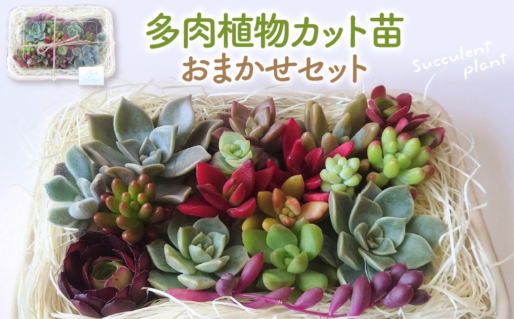 
                  多肉植物カット苗おまかせセット 山形県 東根市 hi101-001
                