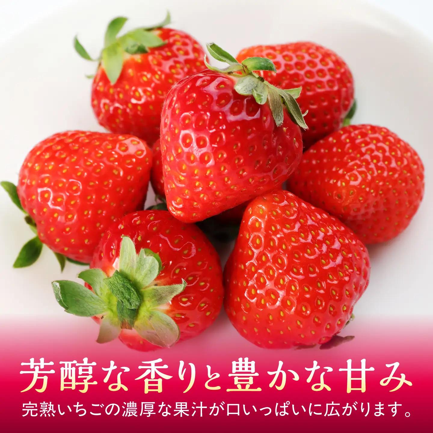【先行予約】【2027年1月下旬発送開始】いちご 24個(500g程度) / (あまえくぼ or 恋みのり) 苺 ストロベリー フルーツ 果物 くだもの 青果【有限会社 高司農園】[AYDO001]