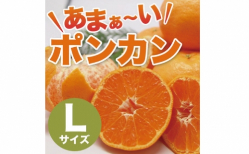 【先行予約】石本果樹園の美味しい ポンカン 約4kg 20～25玉【1月初旬から２月初旬までに順次発送】 / みかん フルーツ くだもの 果物 ポンカン