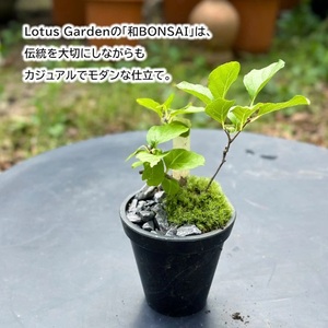SL0275　和ボンサイ(WA BONSAI）) 季節を感じる小さな宇宙