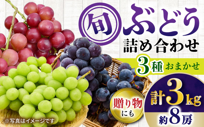 【先行受付】8月下旬より順次発送 旬のブドウ　3種詰め合わせ　約3kg　箱入り / ぶどう 葡萄 ブドウ フルーツ ふるーつ 果物 くだもの / 大村市 / 大又農園 [ACZO004]