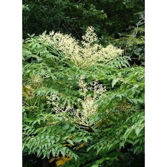 熊野古道 峠の蜂蜜 【SW70】