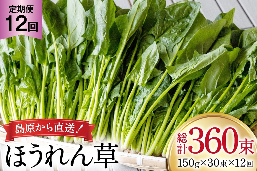BI328 定期便 12回 ほうれん草 30束 [ 野菜 ホウレン草 やさい ホウレンソウ 冷蔵 葉物野菜 田中農園 長崎県 島原市 ]