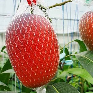 令和9年5月発送予定 完熟アップルマンゴー１kg（２個～４個入り）アーウィン種 南国フルーツ 果物 果汁 濃厚  樹上完熟マンゴー ギフト プレゼント 送料無料【R00520】