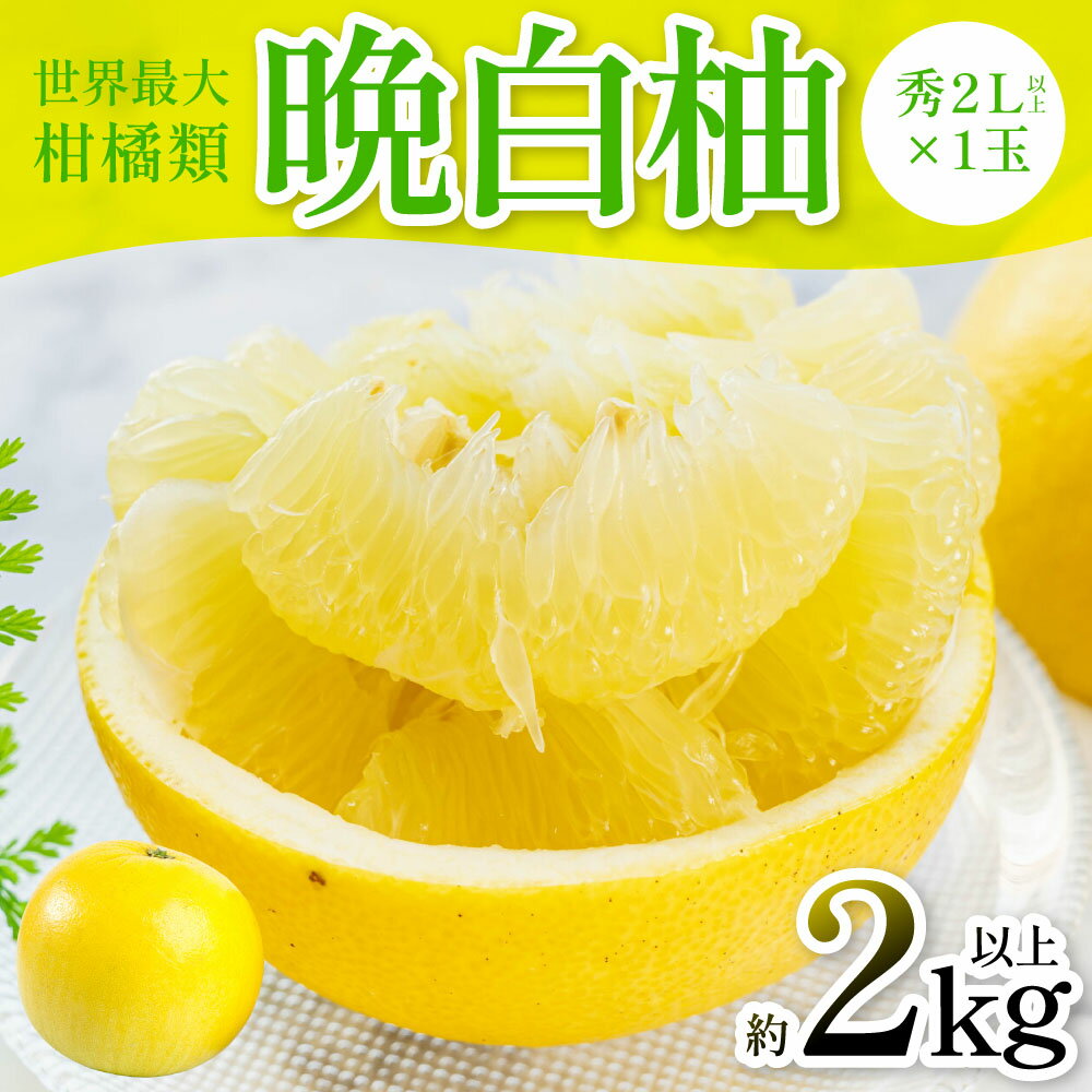 【ふるさと納税】【先行予約】 晩白柚（秀2L以上×1玉）約2kg以上 柑橘 果物 フルーツ 熊本県産 ばんぺいゆ フルーツ 柑橘 特産品 送料無料 【2025年12月上旬より順次発送】