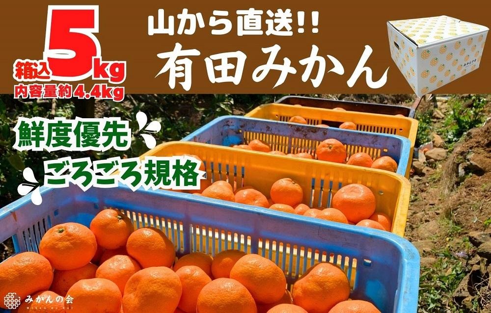 みかん 山から直送 箱込 5kg ( 内容量約 4.4kg ) 鮮度優先ごろごろ規格 和歌山県産 産地直送 家庭用［2025年11月中旬より2026年1月中旬頃順次出荷予定］［みかんの会］ 	AX215