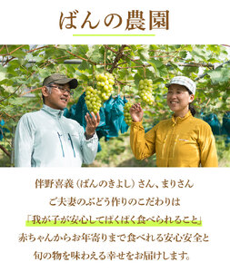 ニューピオーネ 600g (1房) 減農薬・ハウス栽培 ばんの農園《9月上旬-10月下旬頃出荷》岡山県 浅口市 送料無料 フルーツ 果物 ぶどう ブドウ ピオーネ お取り寄せフルーツ 冷蔵【配送不可地