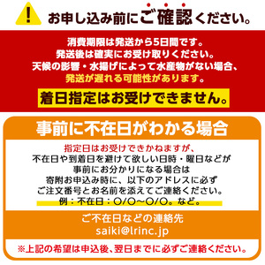 天然 ホウボウ (約2kg・計3-5本) 直送 産直 漁師 魚 鮮魚 天然 ホウボウ 魴ぼう 白身魚 獲れたて 刺身 煮つけ 塩焼き 冷蔵 豊後水道 鮮魚 大分県 佐伯市【CS10】【 (有)丸昌水産