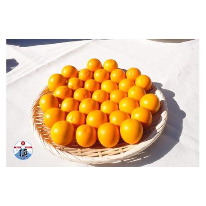 【ふるさと納税】極上に甘い金柑　清水のこん太（1kg）【年明け2月以降順次発送】 | 果物 フルーツ きんかん キンカン 静岡産 旬 食品 人気 おすすめ 送料無料