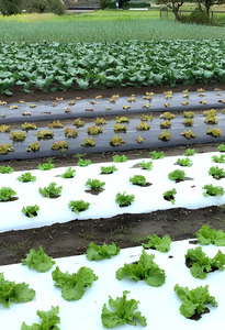 【農薬（化学肥料）：栽培期間中不使用】 ブロッコリー 約1.5㎏（5～6本） | 鈴木アル・ファーム 君津市