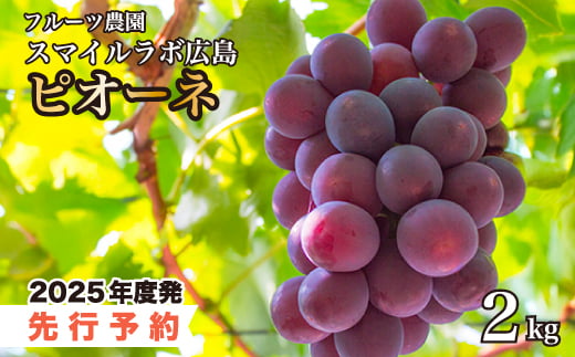 
            【先行受付】ピオーネ2kg ブドウ 葡萄 ピオーネ 新鮮 産地直送 広島県三原市 【2025年9月頃より順次発送】059002
          