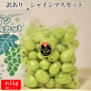 【ふるさと納税】【2025年発送分】訳あり シャインマスカット いずもぶどう 粒 1kg | 粒っこ ぶどう 葡萄 果物 フルーツ 先行予約 お取り寄せ バラ