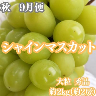 ふるさと納税 坂出市 【発送月固定定期便】四季の美味しい果物詰め　年間4回に分けてお届け!全4回 |  | 03