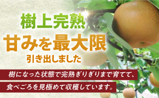 長崎県産 長与町 先行予約 大容量 フルーツ 果物 梨 なし 秋月 あきづき 大容量 お取り寄せ ナシ