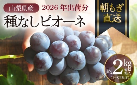 【先行予約】朝もぎ直送！『 種なし ピオーネ 』 3～5房 約2kg規格箱入り フルーツ 果物 くだもの ぶどう ブドウ 葡萄 甘い 旬 新鮮 朝採れ ジューシー 種無し 山梨 歴史と伝統を受け継ぐ達人のこだわり葡萄 [注目]【tab0183】