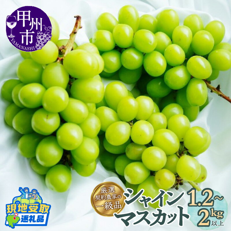 【ふるさと納税】 【楽天限定】 シャインマスカット 現地受取 引換券 2～5房 選べる内容量 1.2kg以上～2kg以上 果物 くだもの フルーツ ぶどう 葡萄 期間限定 2025年 9月 ギフト 家庭用 贈答 山梨 甲州市 人気 新鮮 厳選 社員マスカット （SFL）