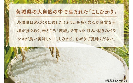 【6ヵ月定期便】＜令和8年産 ＞新米吟穂豊穣こしひかり 30kg（1袋）×6ヵ月（茨城県産）精米 コシヒカリ こしひかり 米 ごはん コメ お米 白米 国産 茨城県産
