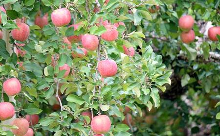 《2026年発送先行予約》山形県産 葉取らず完熟サンふじりんご 秀 約2kg 林檎 リンゴ フルーツ 果物 くだもの 山形県 中山町 F4A-1007