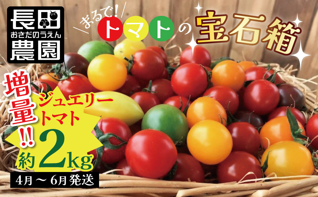 
増量約2kg！まるでトマトの宝石箱！フルーツジュエリートマト 4月～6月発送 長田農園 産地直送 カラフル トマト とまと 野菜 やさい フルーツ サラダ 濃厚 甘い ご褒美 プレゼント 美容 健康 リピート多数 人気 高評価 先行受付 数量限定 碧南市 H004-146
