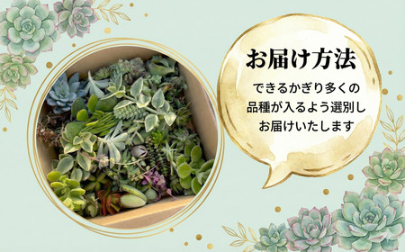 多肉 カット 苗 おまかせ 60個 多肉 植物